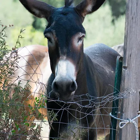 לינה וארוחת בוקר Isole Di Pietra