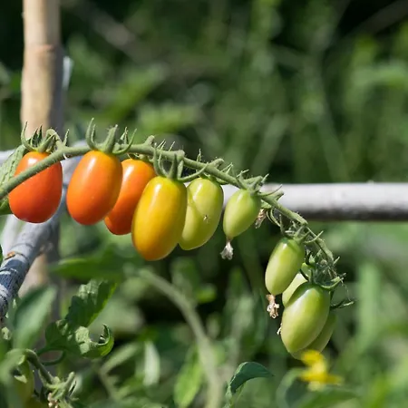 Isole Di Pietra לינה וארוחת בוקר